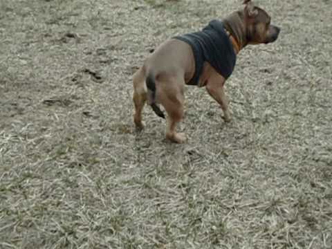 3 Legged Pitbull (Silvio, 13 days after surgery)