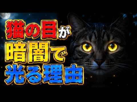 猫の目が夜に光る理由｜進化が生み出した完璧な暗視装置の秘密