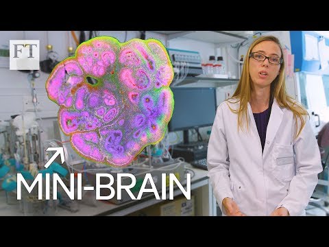 How mini-brains could revolutionise neuroscience | Masters of Science