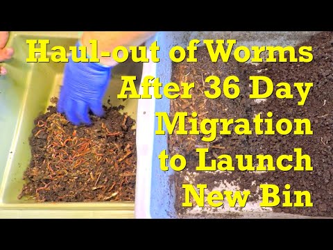 New worm bin launched with red wigglers hauled out of 335-day system - vermicompost