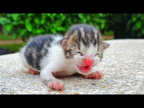Try to save life of newborn abandoned kitten