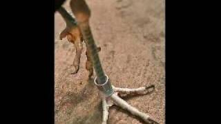 DJ Fox &amp; Seine Gang - Ein Vogel Wollte Hochzeit Machen