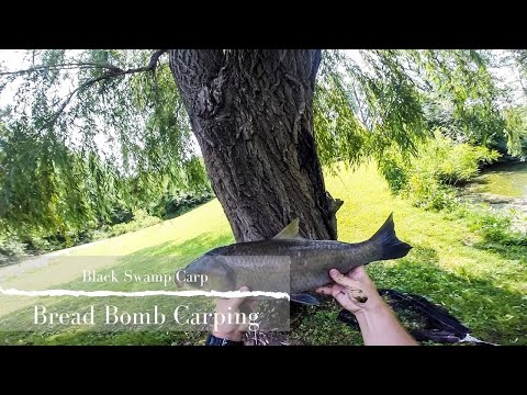 Bread Bomb Carping- Surface Fishing for Carp