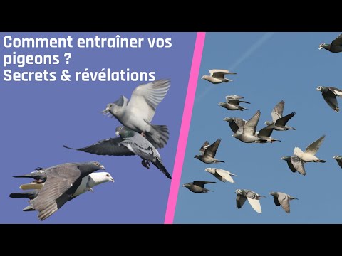 , title : 'Comment entraîner vos pigeons ? Secrets & révélations'