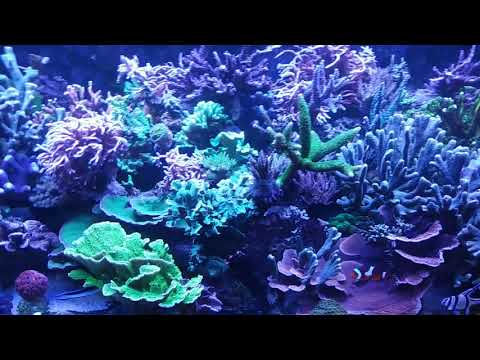 Akwarium morskie 27 miesięcy - BEZ sumpa i podmian. Na wodzie kranowej od 3 miesięcy.