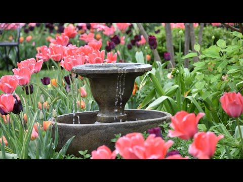 Peaceful Spring Garden Tour, Tulip Tour 2025, Garden Meditation, Northlawn Flower Farm and Gardens