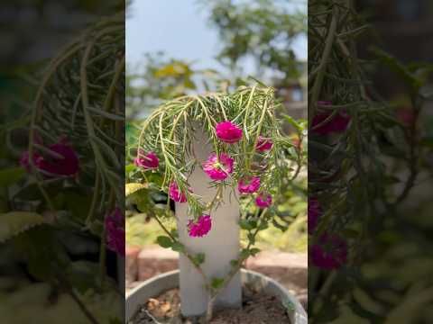 Portulaca tower/ Moss rose topiary ✅ #divinegarden98 #portulaca #floweringplants #summerflower er