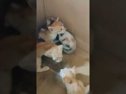 Cat Cute Baby #love #shortvideo #short #shorts #smrasel @palligramtvofficial5338