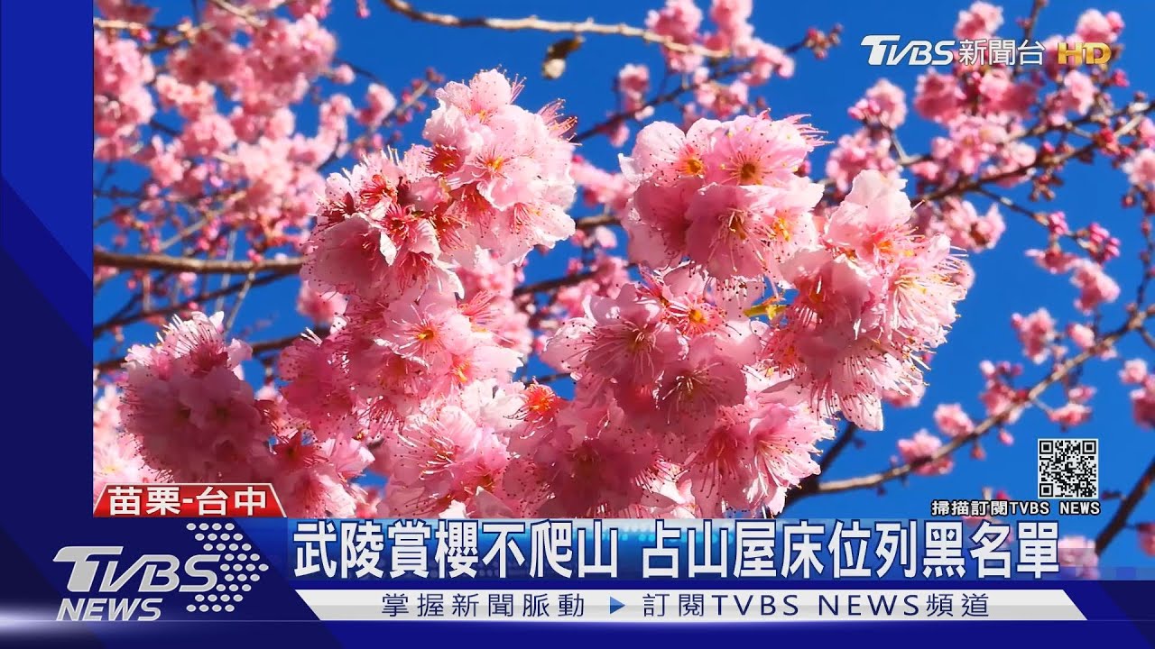 武陵賞櫻不爬山 占山屋床位列黑名單