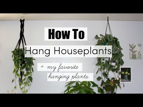 How to hang best hanging indoor plants