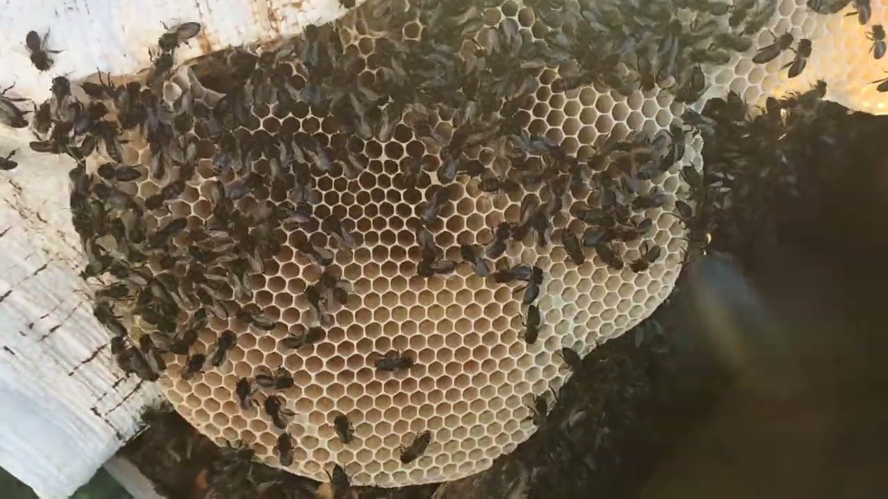 شاهد ماذا وجدت داخل خلية نحل يوم 2026/02/21