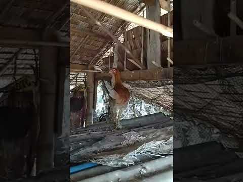 miner blues,,abuhin pullet (abuhin dumalaga)