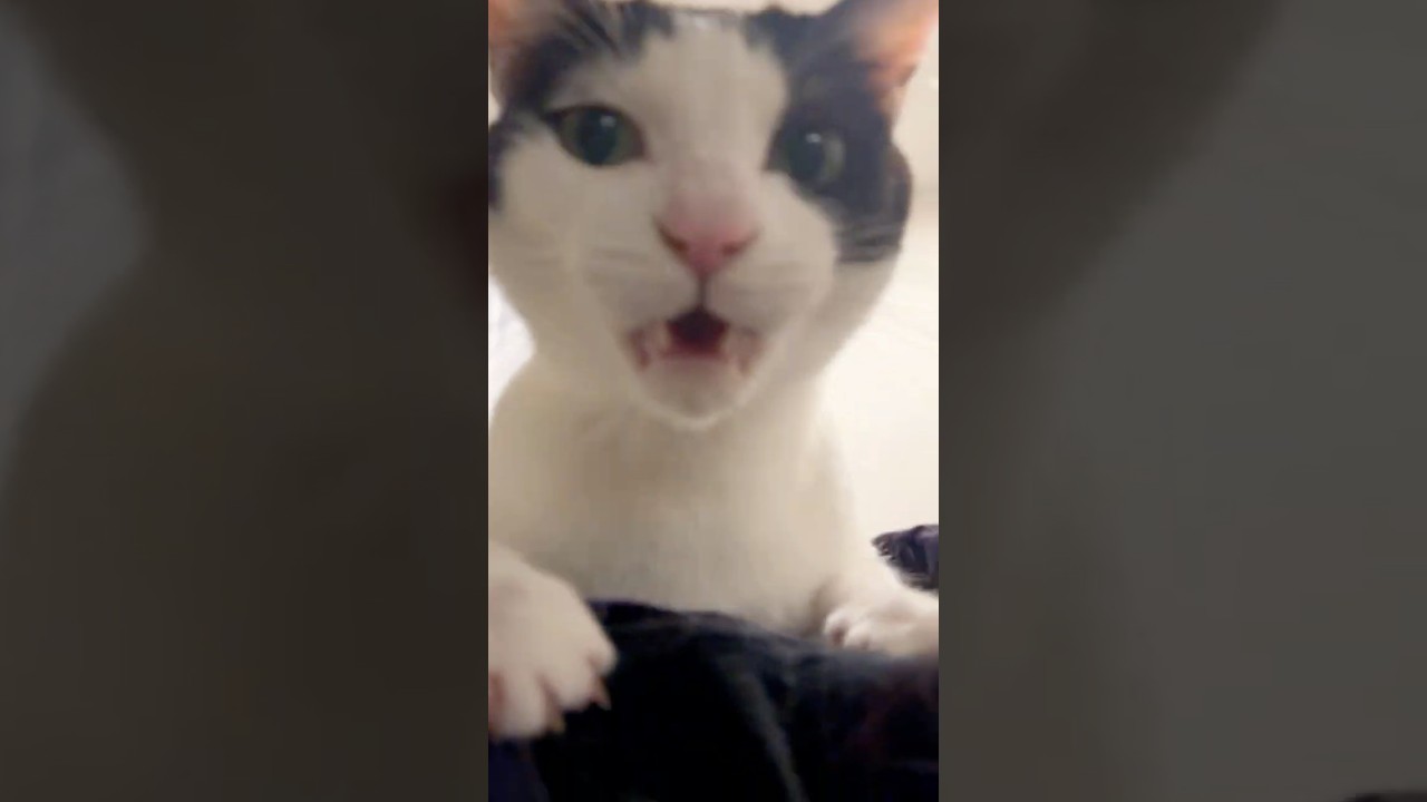 ドアップキャッハー  #白黒猫 #cat