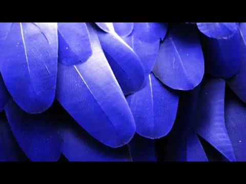 The Blue Avian Starseed, Traits And Mission