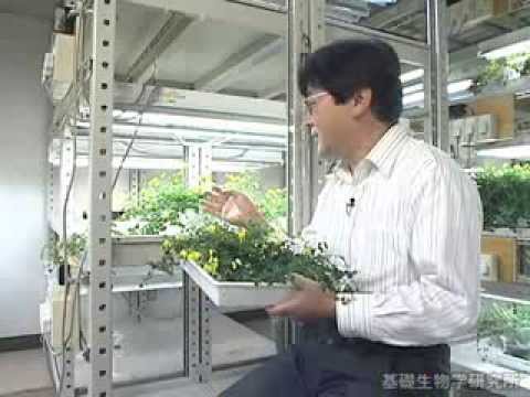 ミコ・ニグリセプスについて詳しく解説