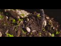 Nonno Andrea La Sarchiatura Da Nonno Andrea Settembre 2017 Azienda Agricola Biodiversa