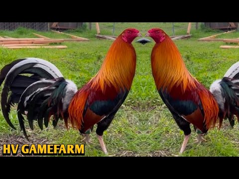 Sweater Albany Kelso - HV FARM