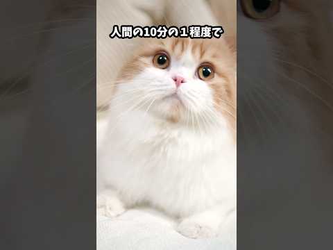 カアチンガの動物: 鳥類、哺乳類、爬虫類