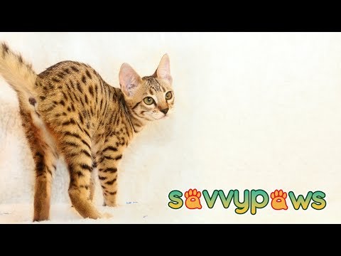 F7 SBT Savannah Kitten 
