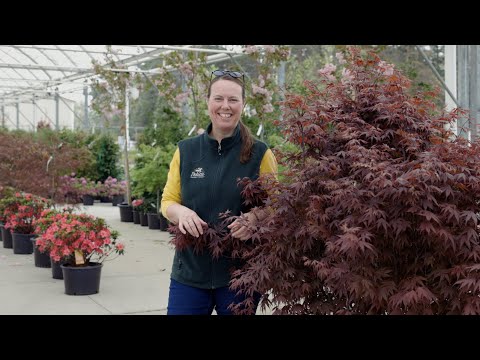 PETITTI Japanese Maple Tree Spotlight | How to Grow and Care For Acer palmatum