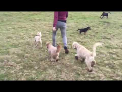 PCA Pet Services video.