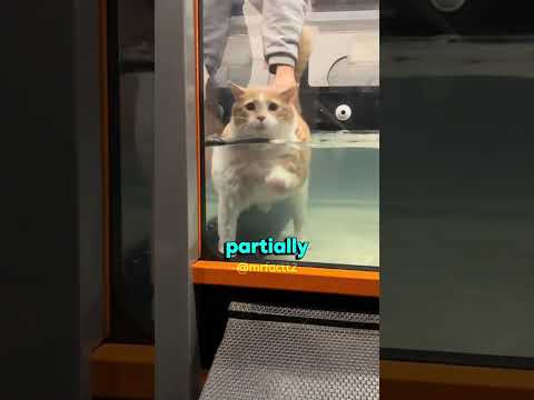 Why 
