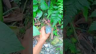 Download lagu Membuat Alat Pembasmi Nyamuk dari Botol #kreasi #basminyamuk #kreatif #diy mp3 Download lagu Membuat Alat Pembasmi Nyamuk dari Botol #kreasi #basminyamuk #kreatif #diy mp3