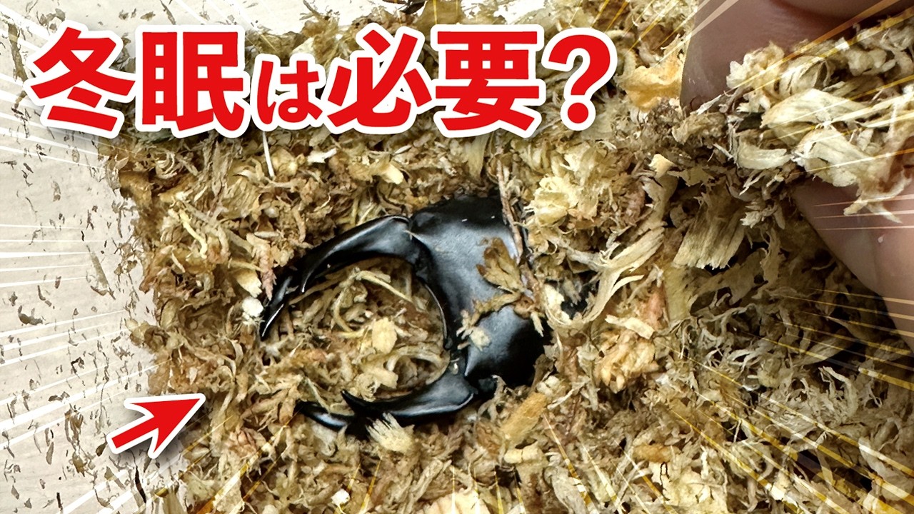 冬のオオクワガタの管理方法