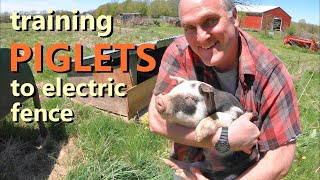 PASTURED PIGS | fencing, shelter & training them to the fence