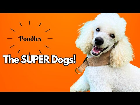 What Makes Poodles Special? 8 Traits You Won’t Find in Other Dogs