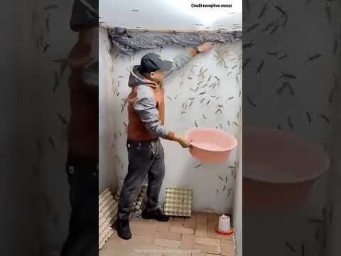 People in China are earning a lot of money by farming lizards. #facts #amazing #ytshorts