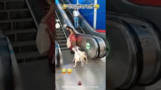Download lagu # Jia Jia ho bihar ke lala #  😂🤣 mp3