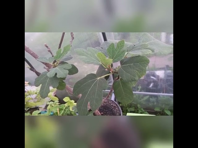 Бананы и апельсины выращивают в Татарстане