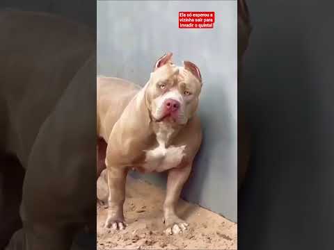 #vizinha #escalando quero ver voltar a escalar o muro dos outros