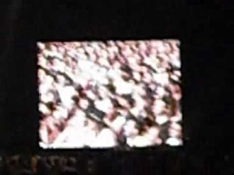 concerto per viareggio panariello mario il bagnino