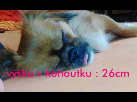 Tibecký španěl info-LaraLee