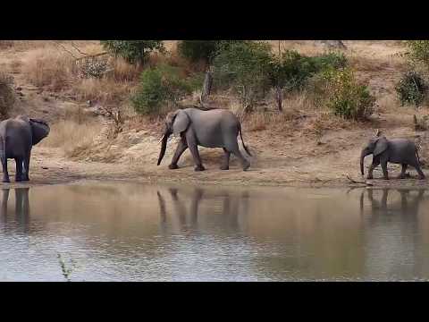 Djuma: Three Elephants(one has broken right tusk) and Hippo - 13:50 - 06/05/20
