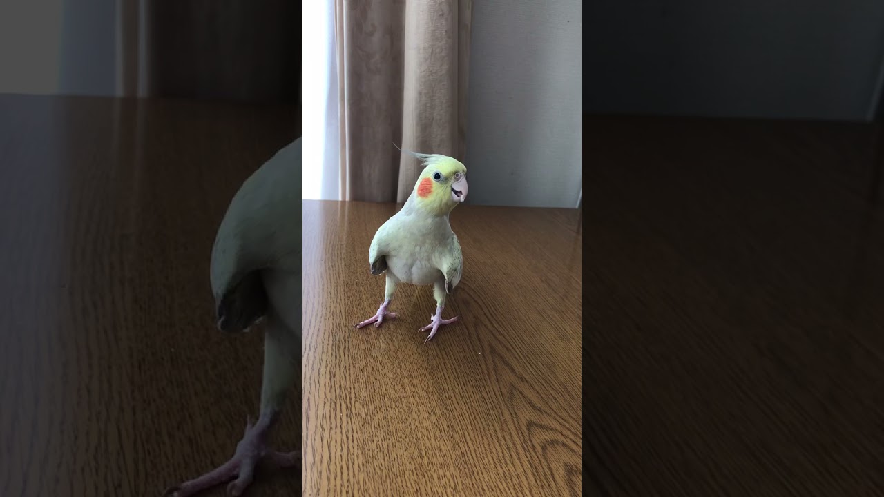 ムキムキマッチョオカメ