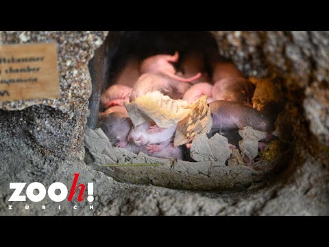 Kuscheln gegen Kälte: Strategien des Nacktmulls