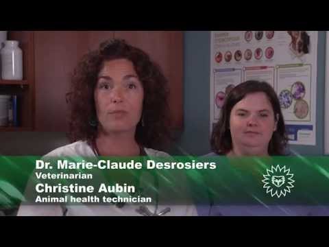 Ear care basics for dogs - Vetoquinol