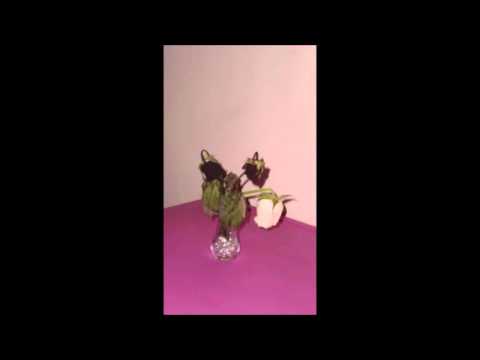 Video Flor José David Tejada Correa