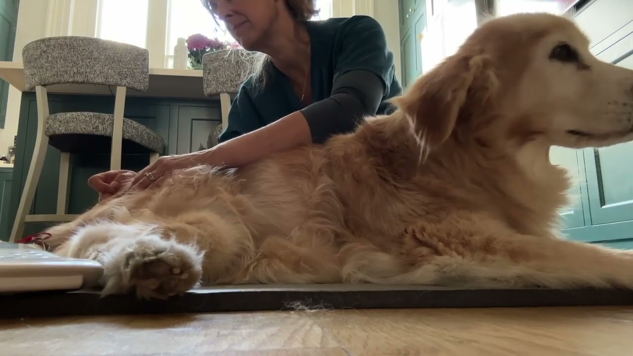 Veterinary acupuncture session with a relaxed dog