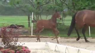 Video di Fedon