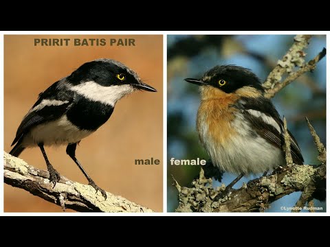 Pririt Batis male and female vocalisations