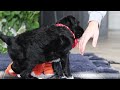 Portuguese Water Dog dogs for sale: Tristan - Video 1