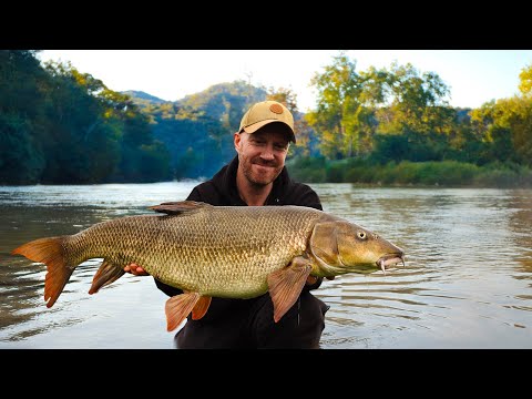 Mein größter Barbenfang im Fluss Trent