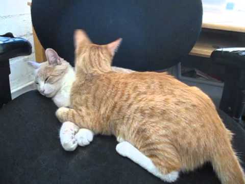 11 26 15 Chester licks Archie