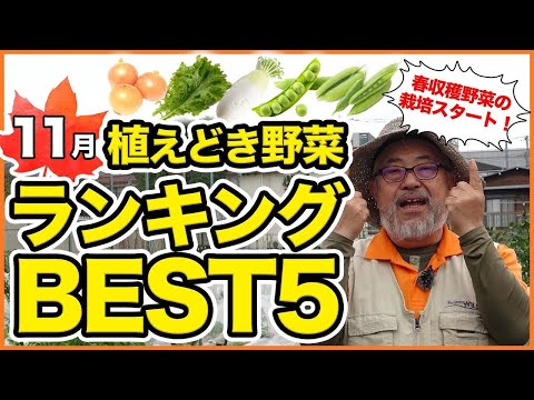  11月に菜園、果樹園、観賞用の庭に何を植えますか？作物の完全なリスト  庭園