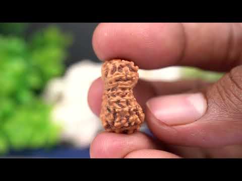 Rudraksha Product Image