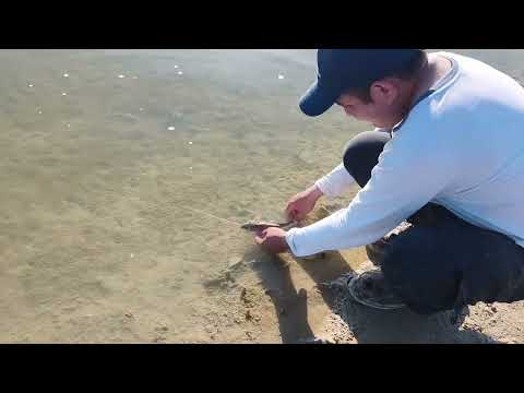 Devolución de bagres - Pesca en Rio Pescado - Oran - Salta 